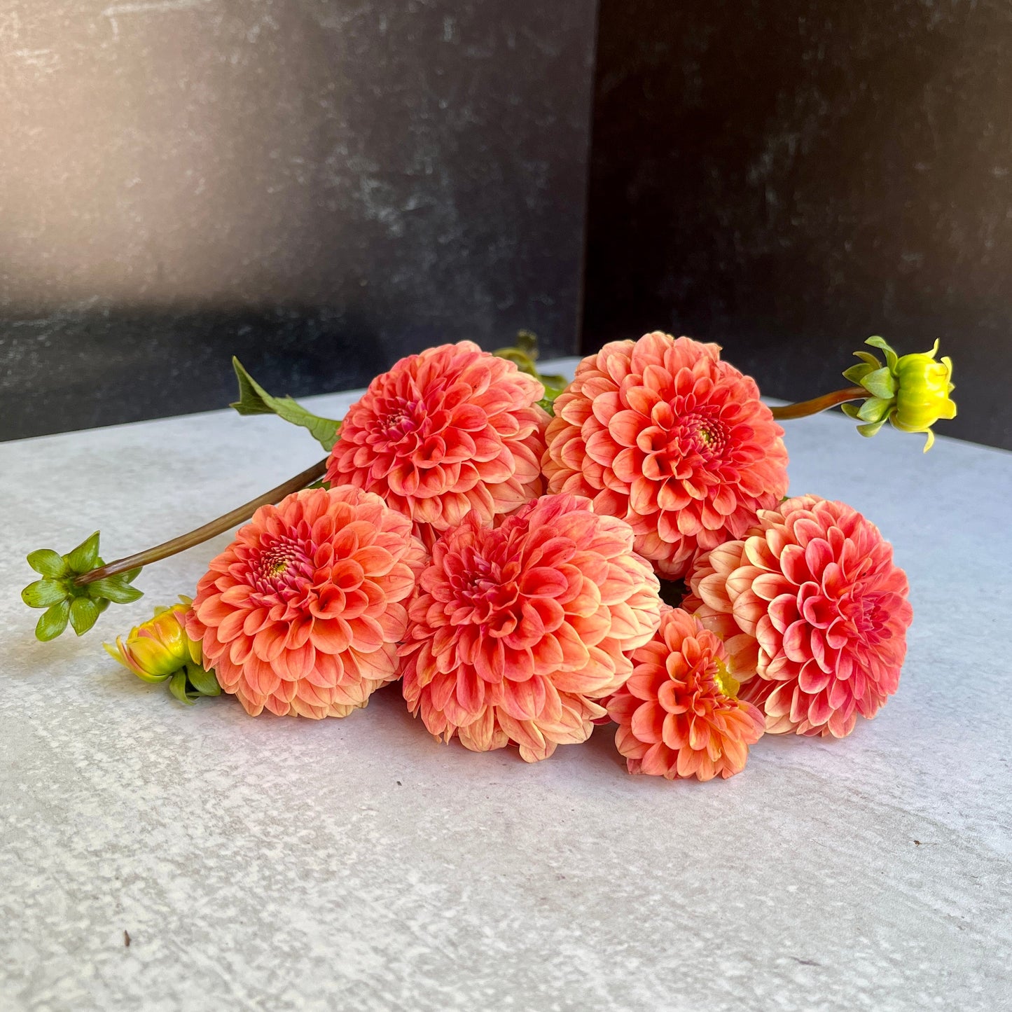 Dahlia Tuber Rose Toscano