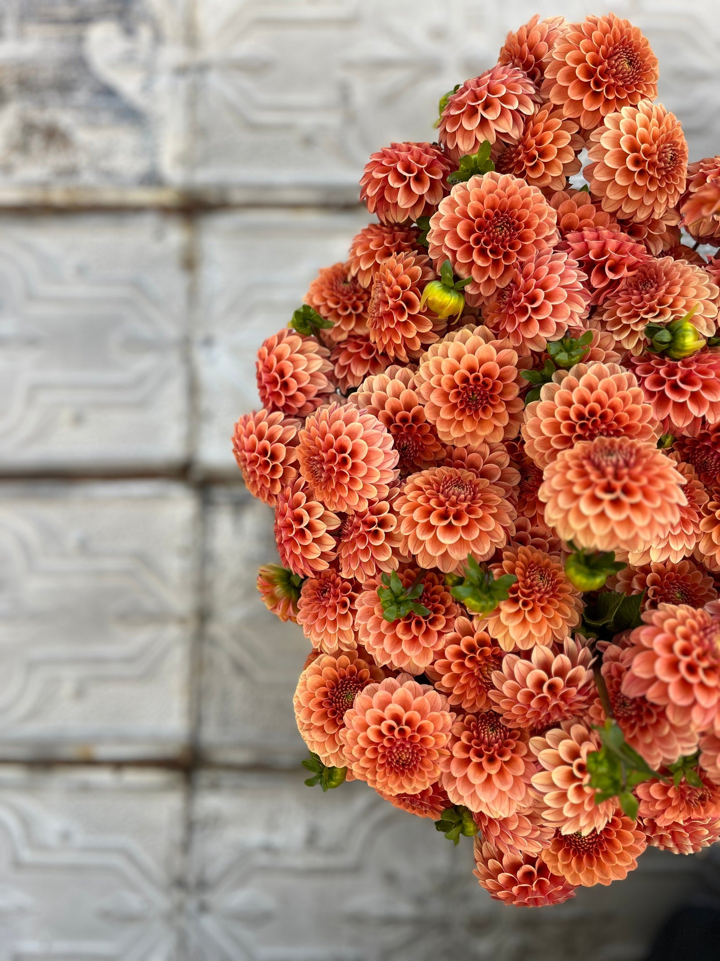 Dahlia Tuber Rose Toscano