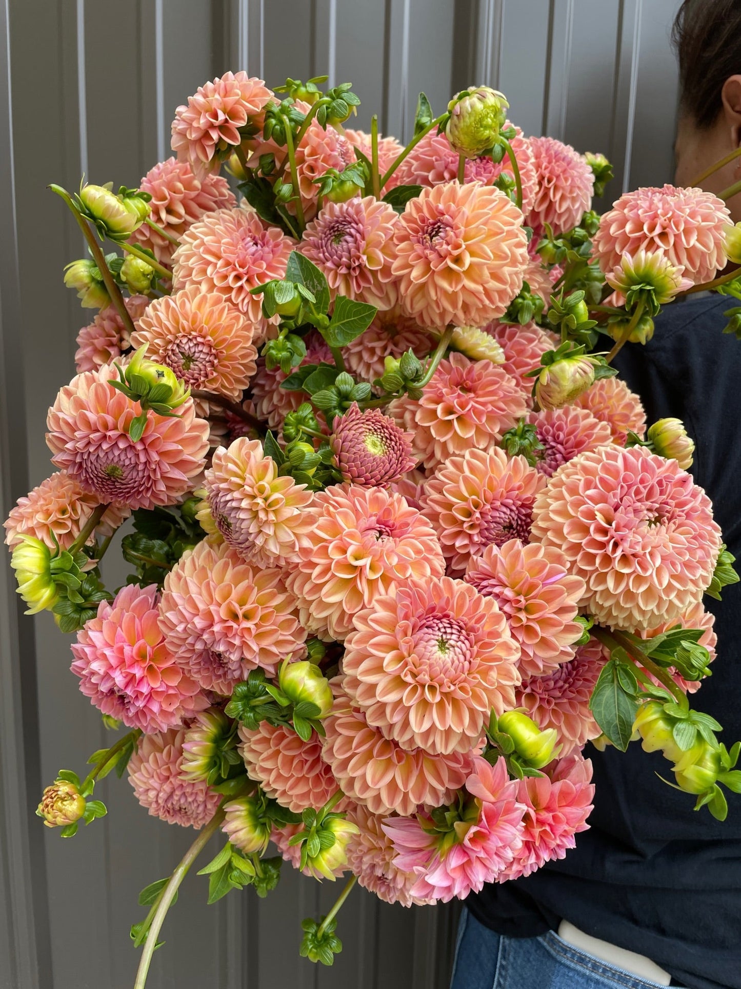 Dahlia Tuber Valley Tawny