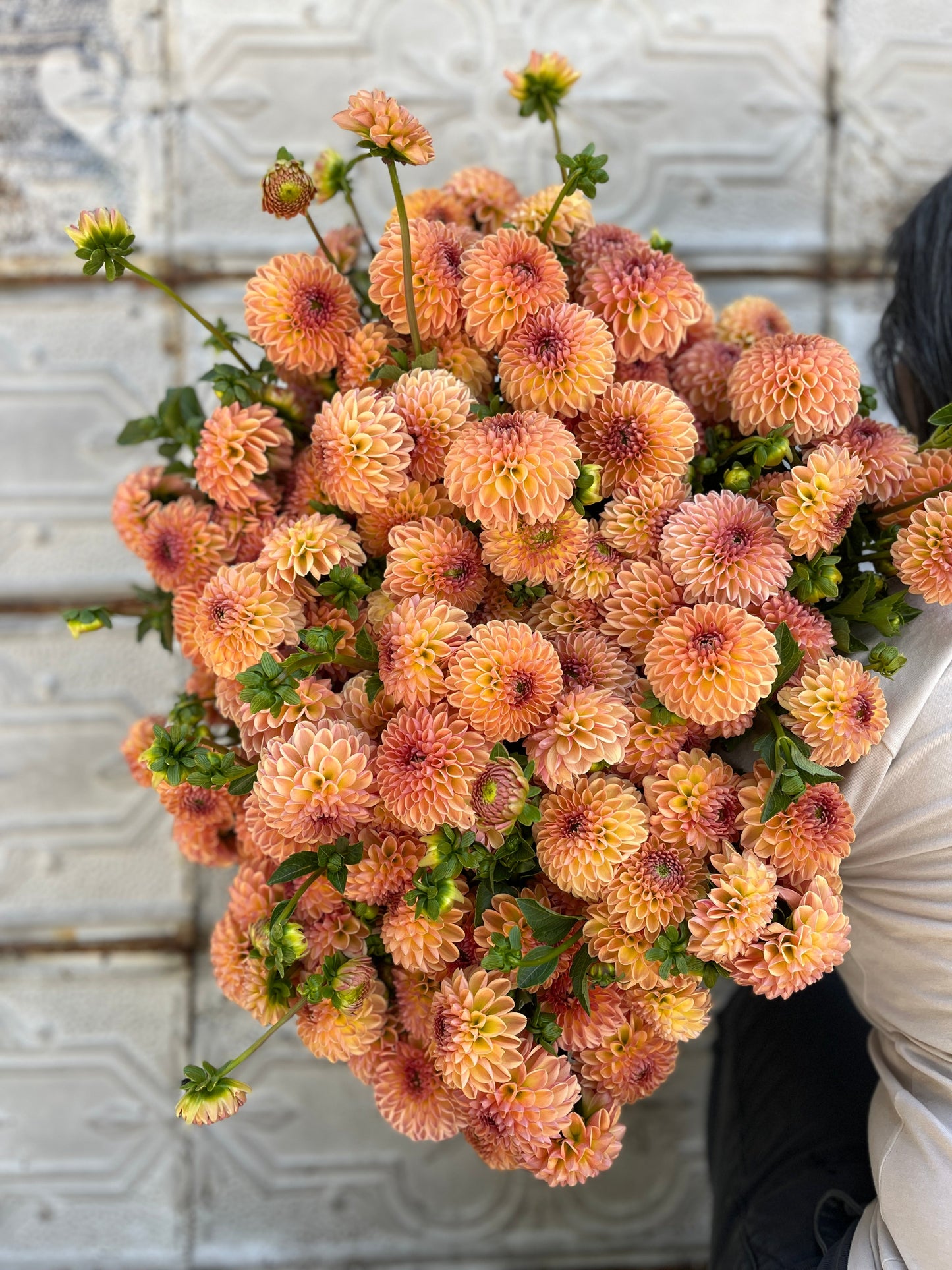 Dahlia Tuber Valley Tawny