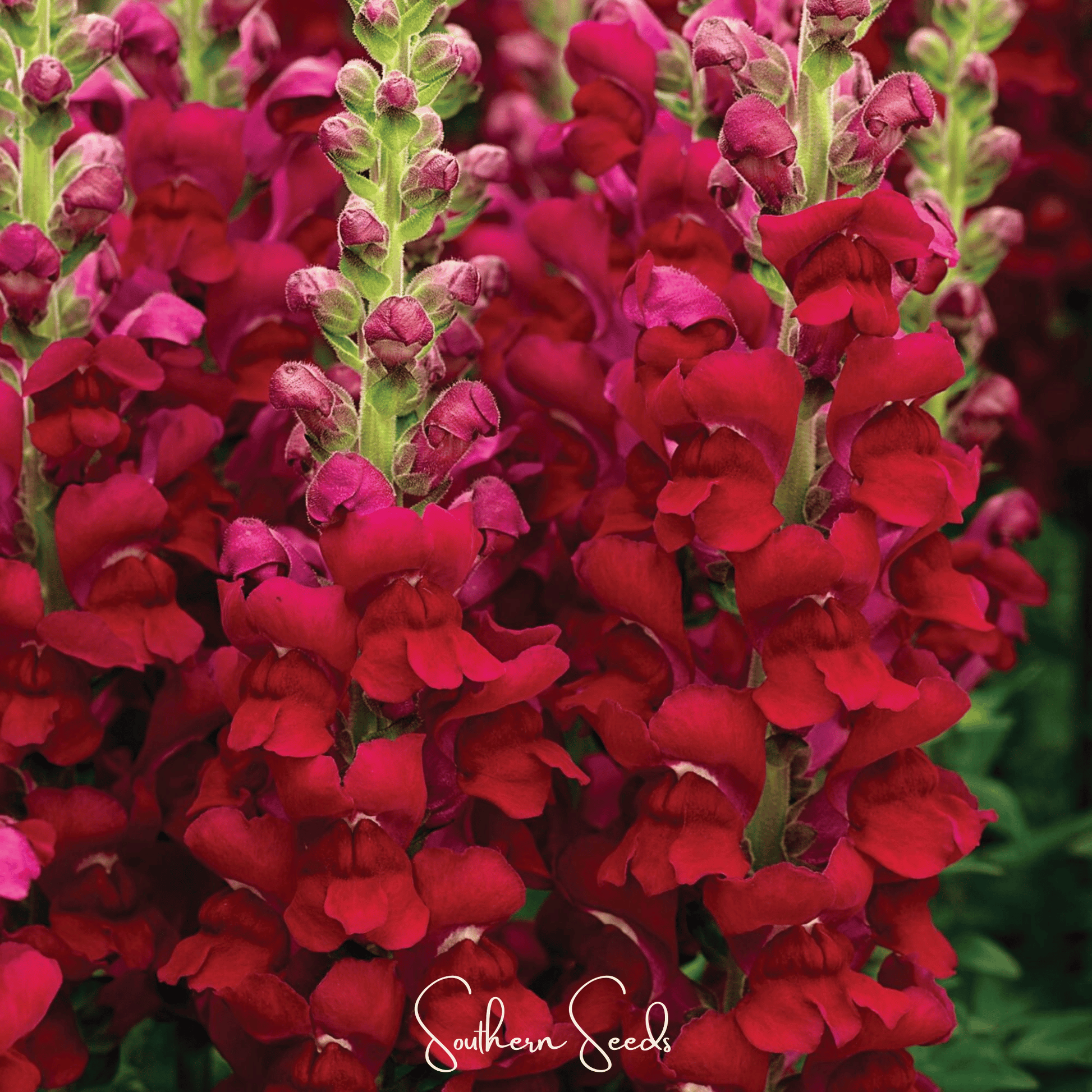Close-up of Defiance Snapdragon flower seeds from Southern Seeds, showing 200 seed packets for gardening enthusiasts.