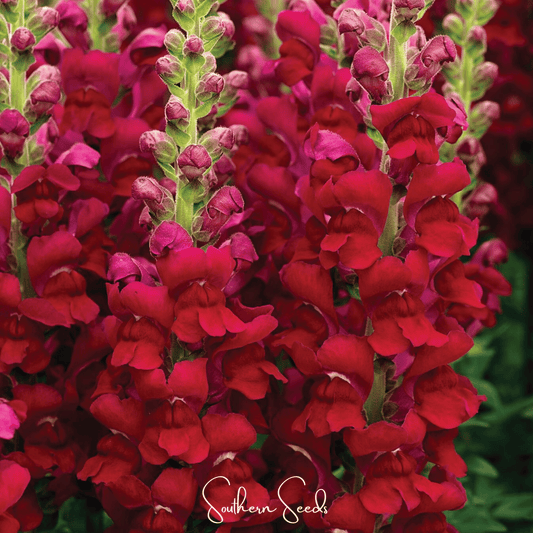 Close-up of Defiance Snapdragon flower seeds from Southern Seeds, showing 200 seed packets for gardening enthusiasts.