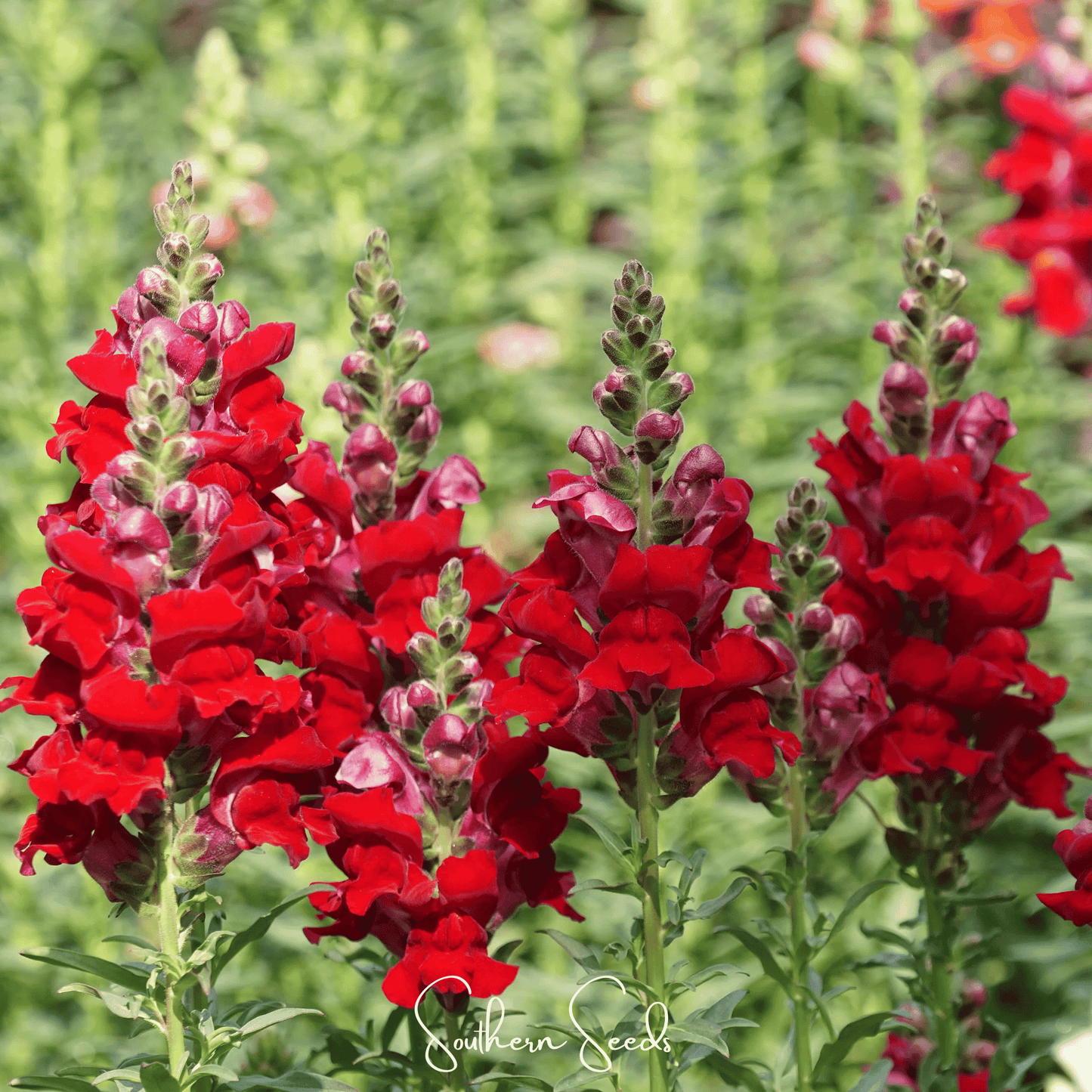 Defiance Snapdragon seeds from Southern Seeds, showing vibrant flower buds and green foliage, ready for planting.