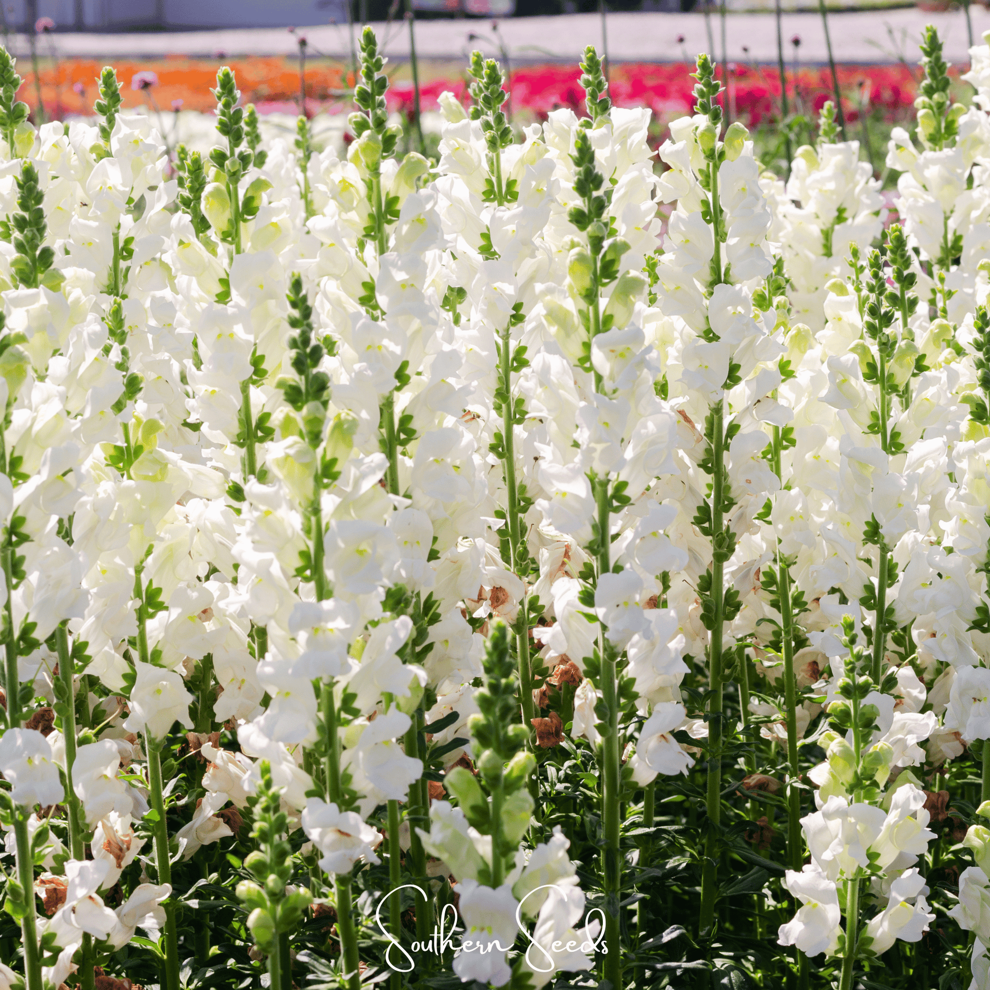 Snowflake Snapdragon Antirrhinum majus seeds from Southern Seeds, showing small seed images on a white background.