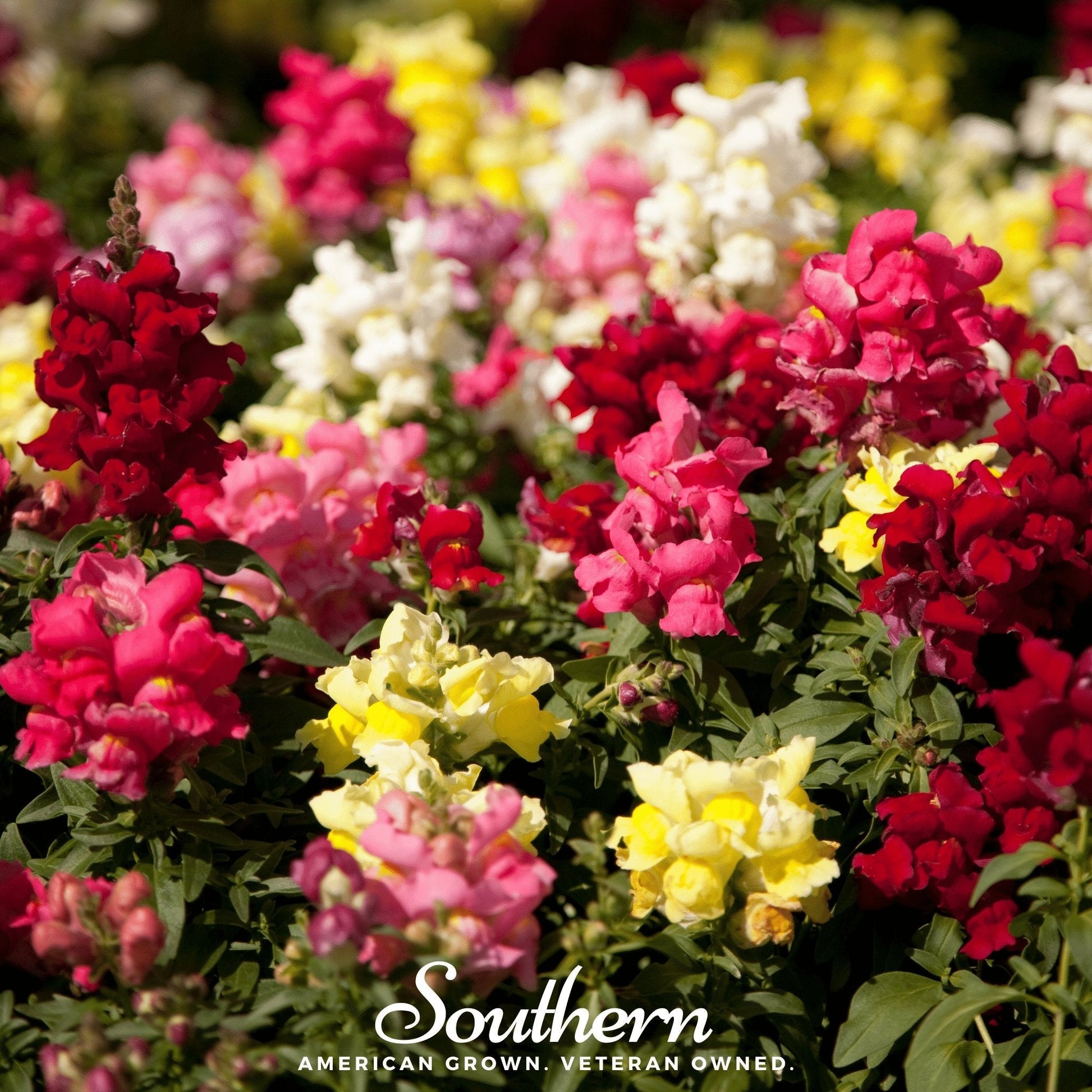 Tetra Snapdragon Mix flower seeds from Southern Seeds, showing colorful snapdragon blooms and seed packets for planting.