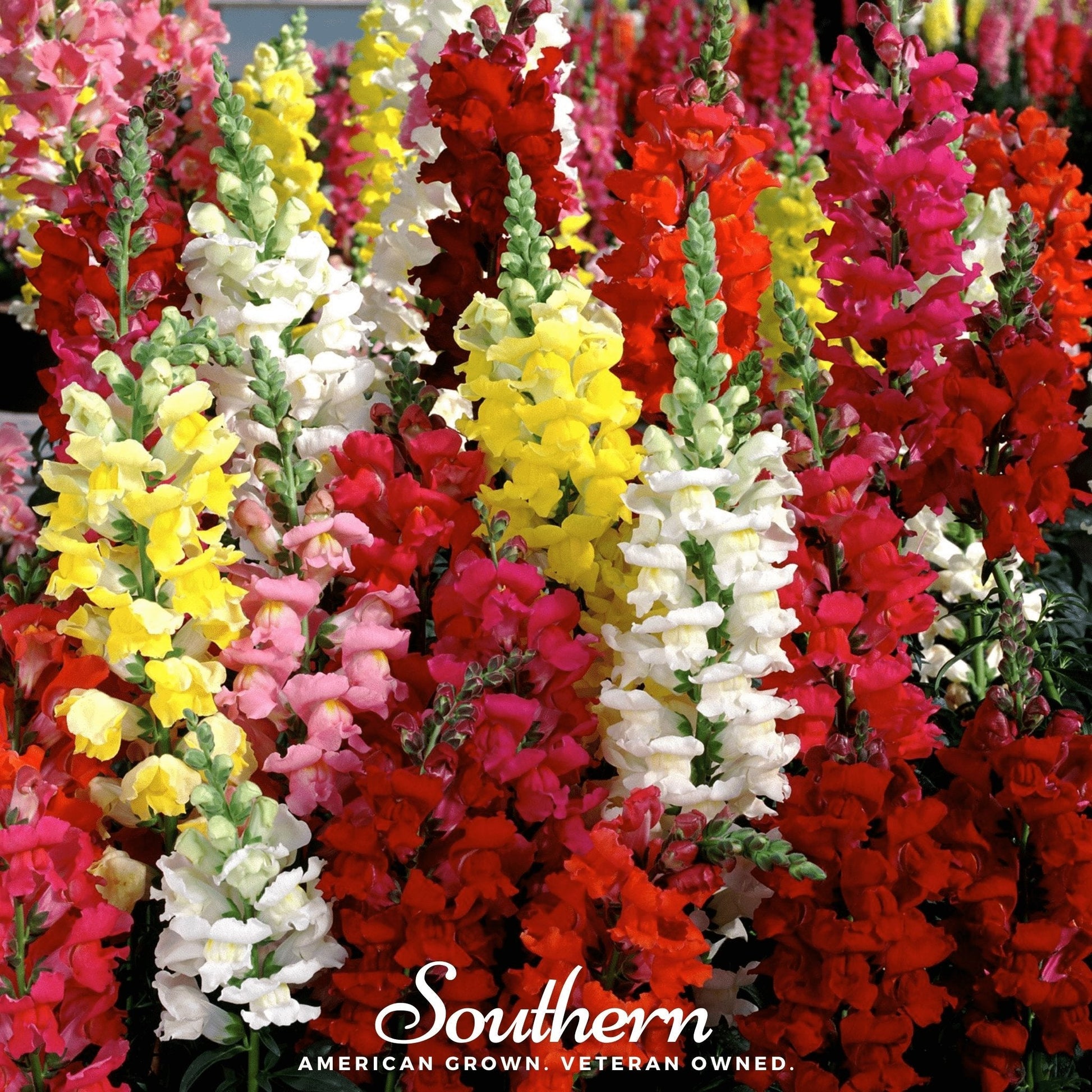 Tetra Snapdragon Mix flower seeds from Southern Seeds, colorful antirrhinum majus variety in packaging.