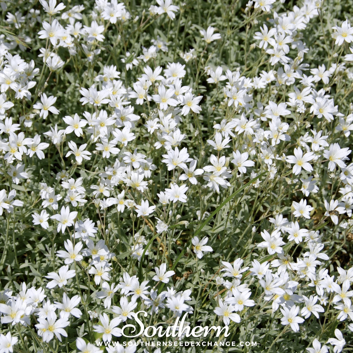 Snow in Summer Chickweed (Cerastium biebersteinii) 100 seeds from Southern Seeds, showing small white flowers and green foliage.