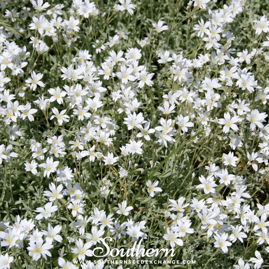 Snow in Summer Chickweed (Cerastium biebersteinii) 100 seeds from Southern Seeds, showing small white flowers and green foliage.