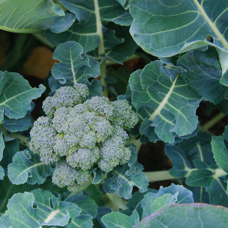 Organic Broccoli, Di Cicco (1/4 lb) - Blessings Grow Meadows