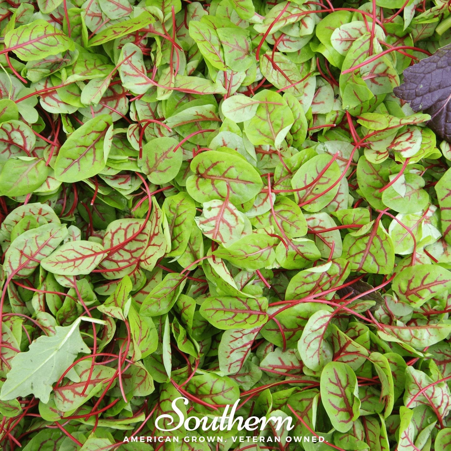Red Veined Sorrel plant with vibrant red-veined green leaves, 200 seeds from Southern Seeds for gardening or planting.