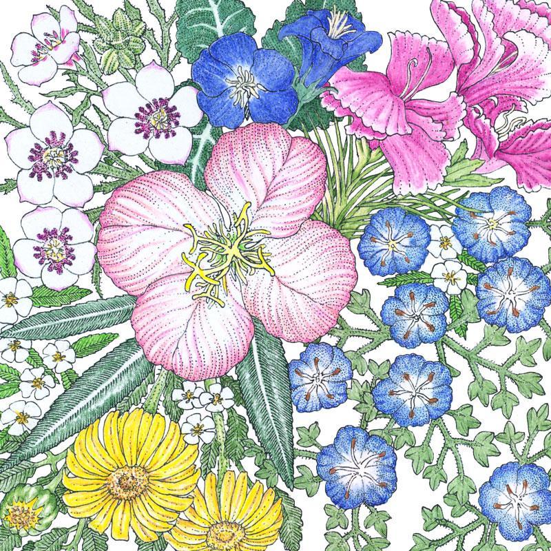 Southwest Native Wildflower Mix (1/4 lb) - Blessings Grow Meadows