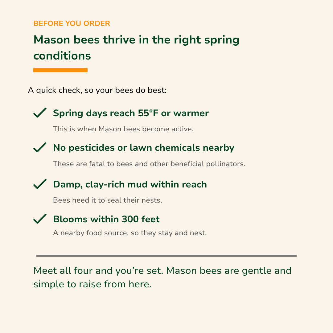 Buy Mason Bees | 40+ OBA Certified Cocoons with 2 Day Shipping