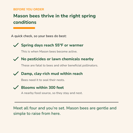 Buy Mason Bees | 40+ OBA Certified Cocoons with 2 Day Shipping
