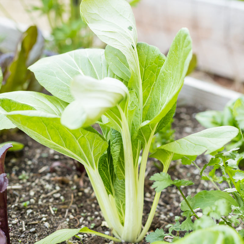 Organic Greens Pak Choi vegetable seed packet from Grow Organic, showing fresh green seedlings ready to plant.