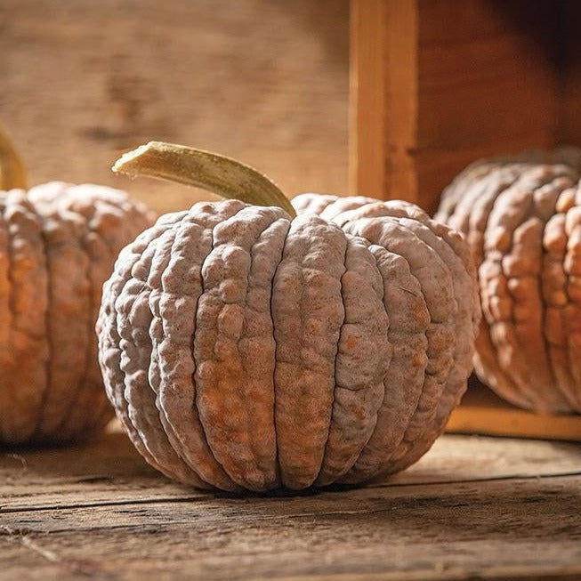 Black Futsu Squash - Blessings Grow Meadows