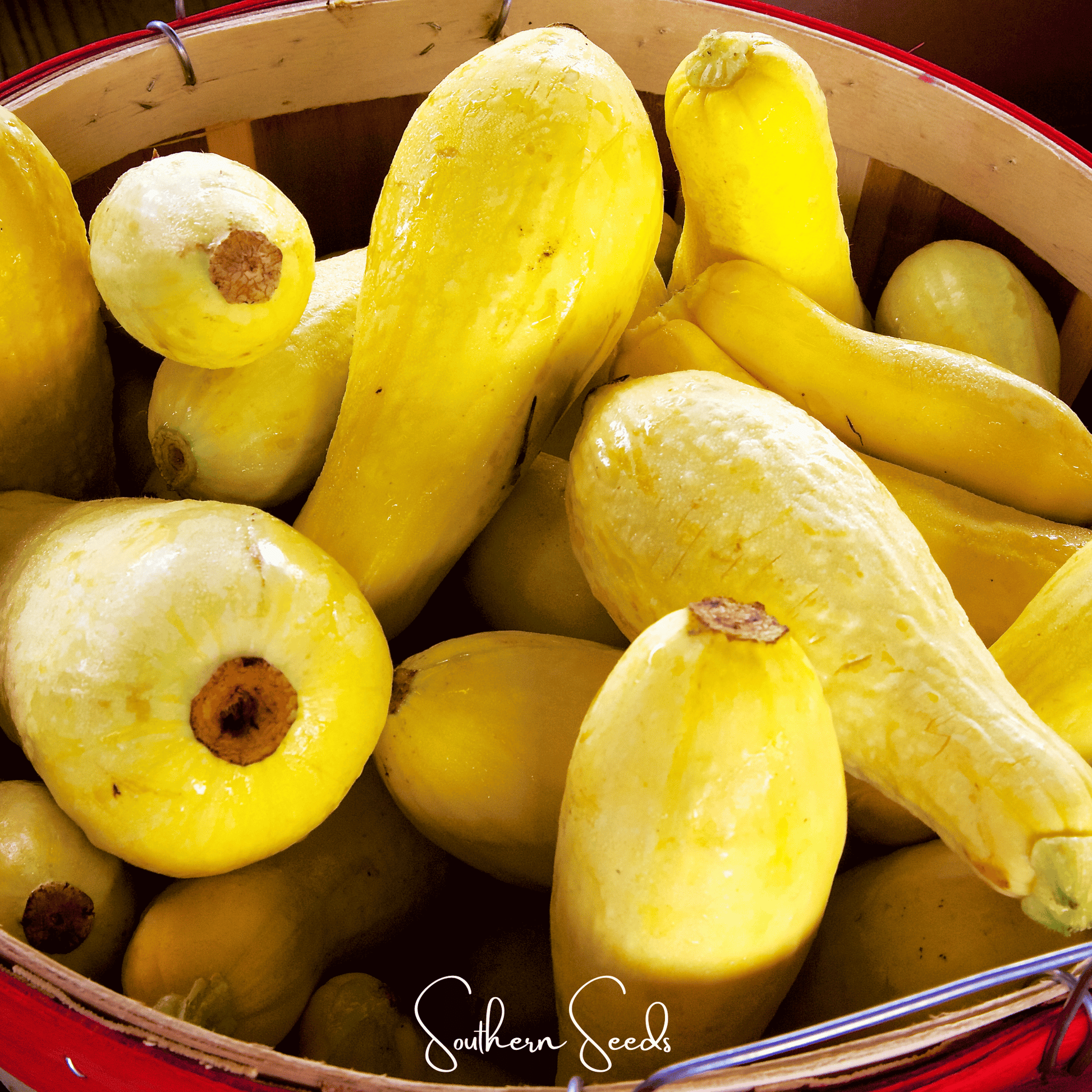 Early Prolific Straightneck Squash seeds from Southern Seeds, showcasing fresh squash seeds in a clear container.