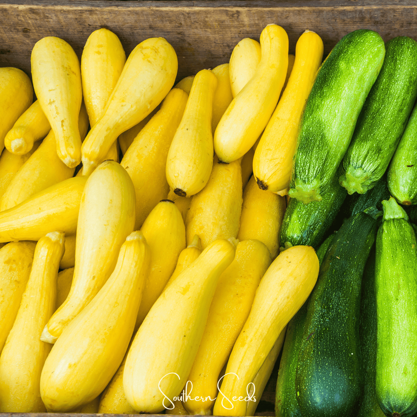 Early Prolific Straightneck Squash seeds by Southern Seeds, showing vibrant green squash seeds ready for planting.