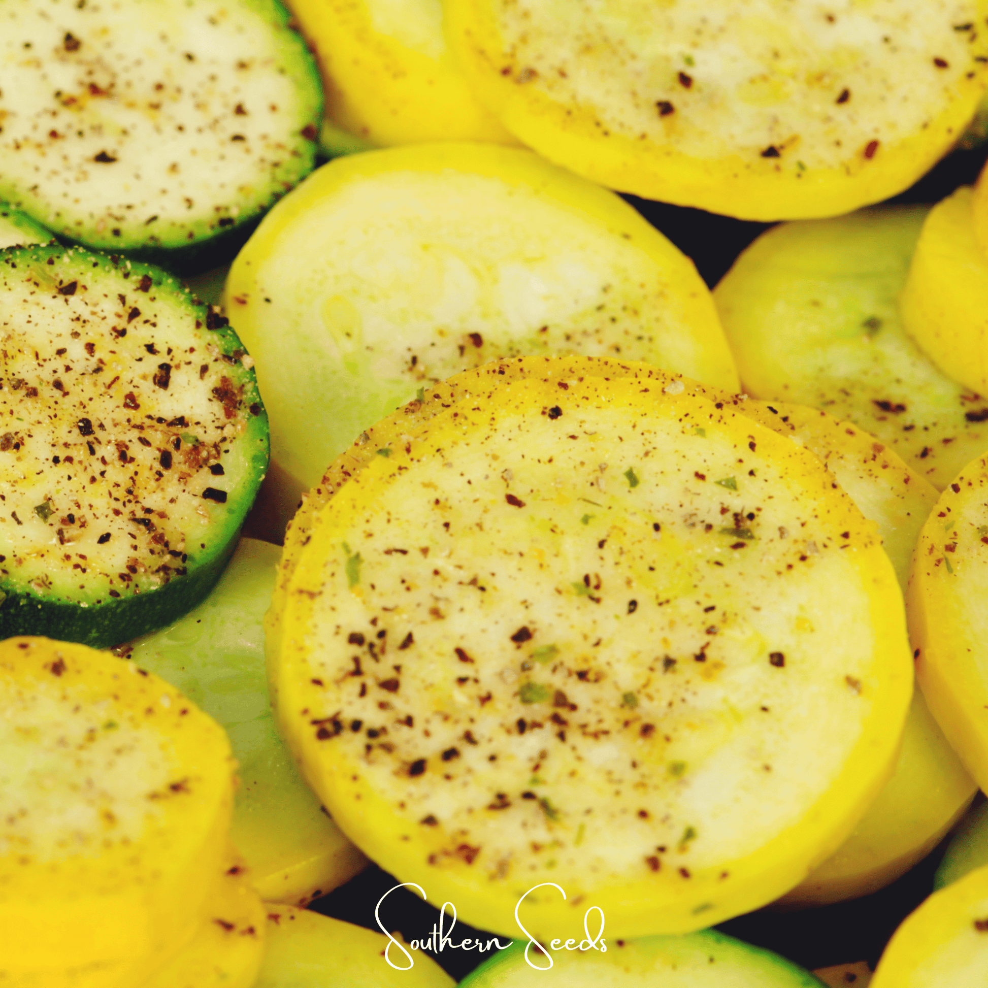 Early Prolific Straightneck Squash seeds by Southern Seeds, ideal for planting squash with straight necks and vibrant growth.