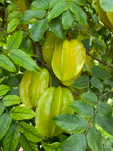 Kary Star Fruit Carambola Fruit Tree, Grafted - Blessings Grow Meadows