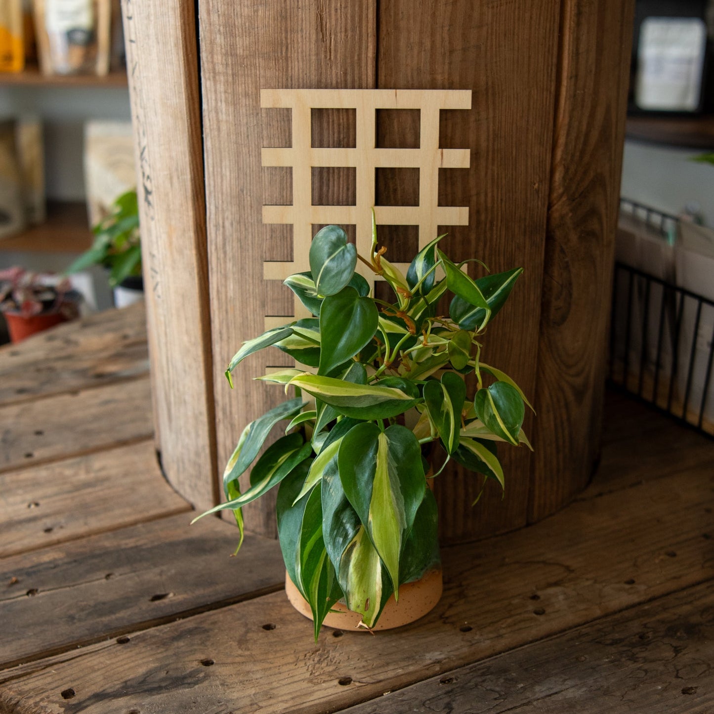 Plant Trellis - Grid - Blessings Grow Meadows -