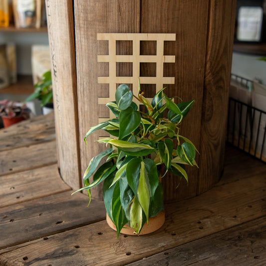 Plant Trellis - Grid - Blessings Grow Meadows -