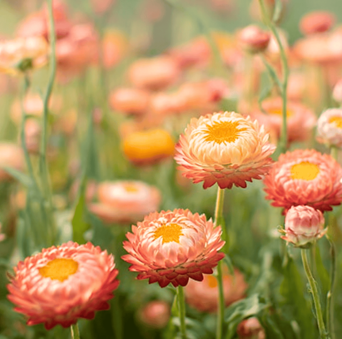 Apricot Peach Strawflower seeds from Southern Seeds, showing a seed packet with dried strawflower blossoms and seed details.