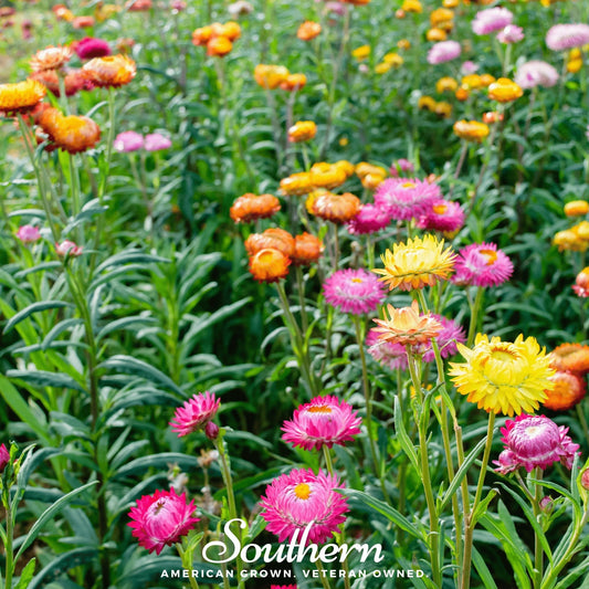 Colorful strawflower mix seeds from Southern Seeds, showing vibrant dried flower heads and seed packets.