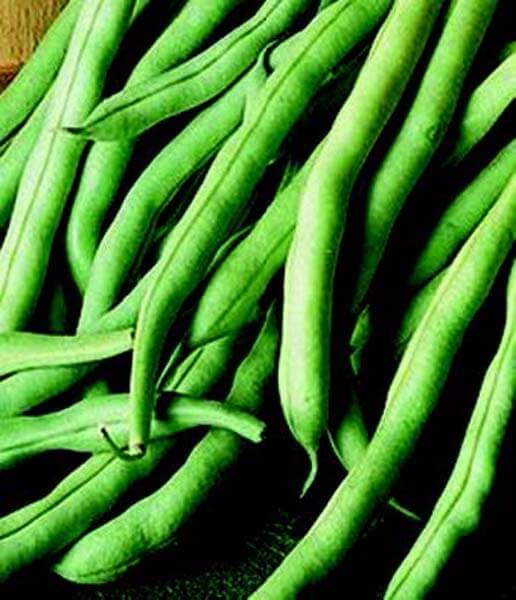 Fresh stringless green pod beans from Seeds 'n Such, showcasing bright, tender beans in a natural garden setting.