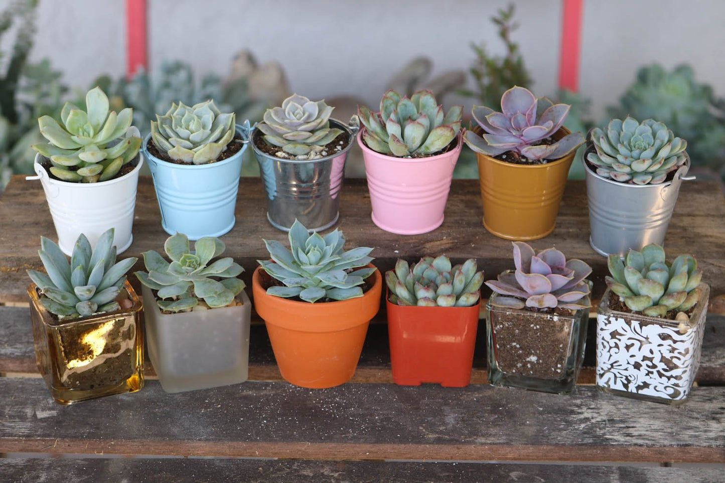 Small wedding favor succulents in mini pots, perfect for wedding gifts and favors, from The Succulent Source.