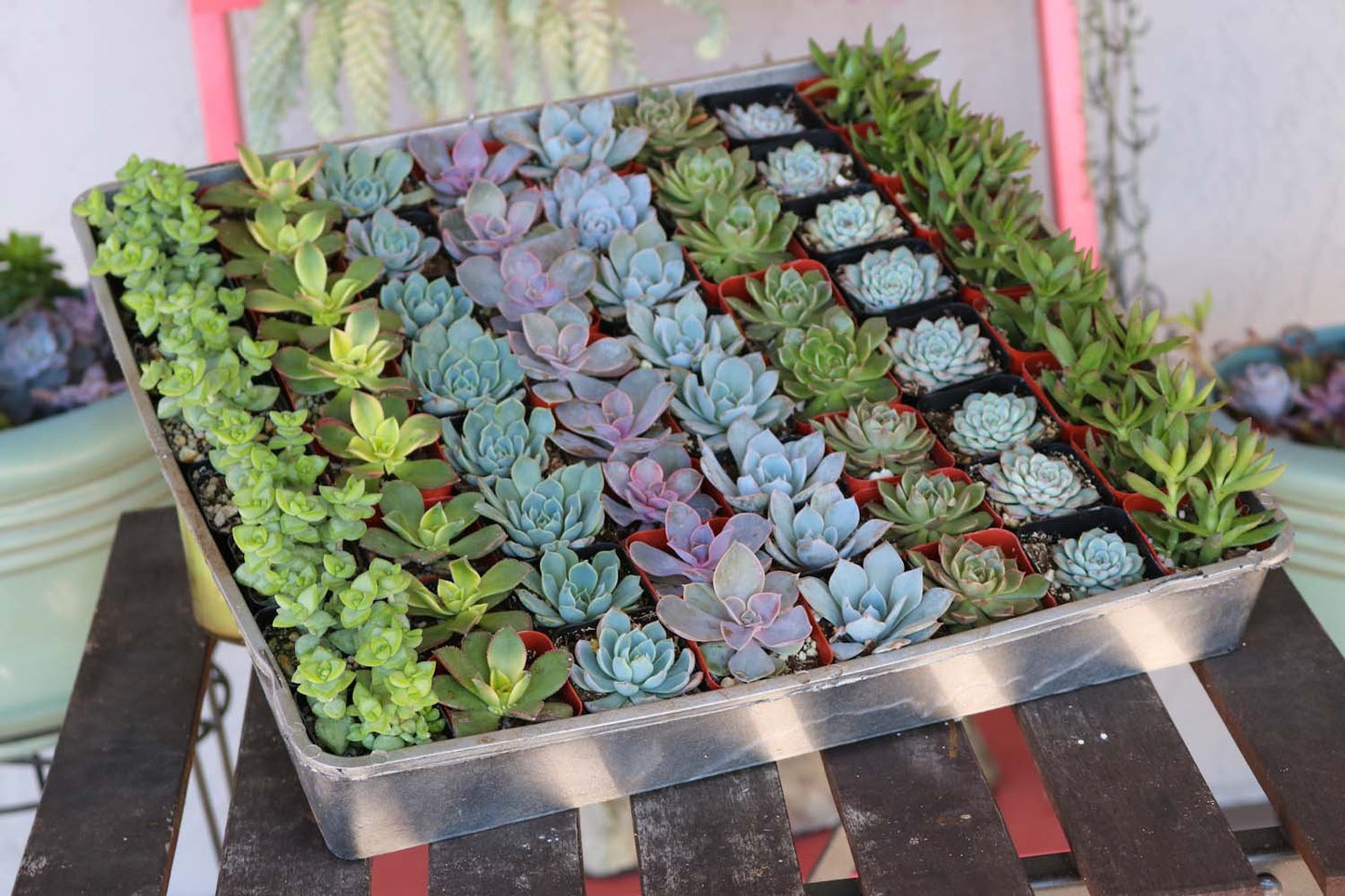 Small 2-inch succulent wedding favors from The Succulent Source, perfect for bulk gift event decorations.