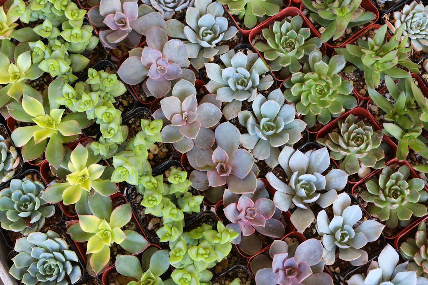 Small succulent wedding favor from The Succulent Source, arranged in a bulk gift set for special events and celebrations.