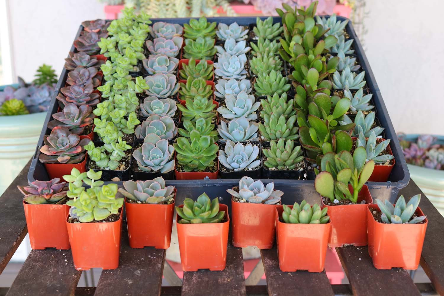 Set of 2-inch small succulent wedding favors from The Succulent Source, perfect for bulk event gift decorations.