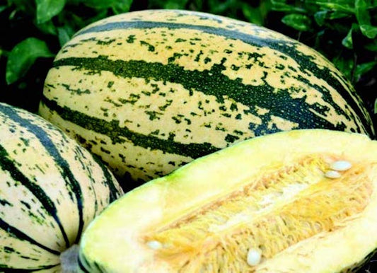 Sugaretti Hybrid Winter Squash Seeds - Blessings Grow Meadows