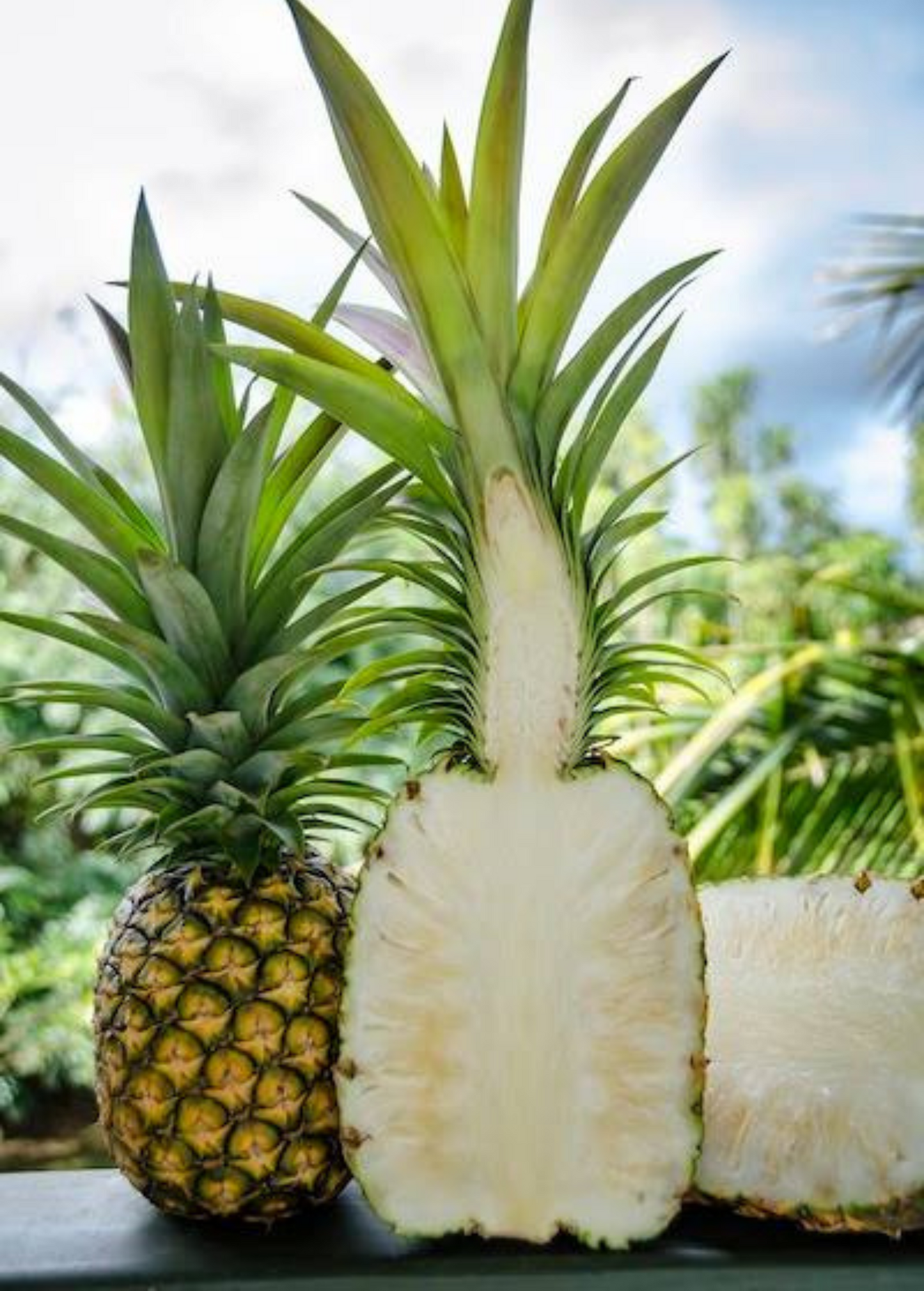 Pineapple 'Sugar Loaf' fruiting plant by Sow Exotic, showcasing lush green leaves and mature pineapple forming at the center.