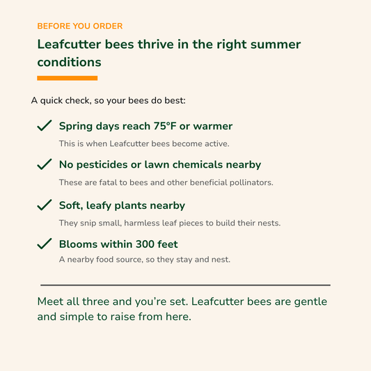 Summer Leaf Bees - (200ct) Free FedEx 2-Day Mail
