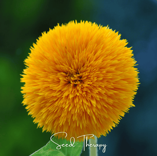 Giant Sungold Sunflower seed packet by Southern Seeds, featuring vibrant sunflower illustration and 25 seeds for planting.