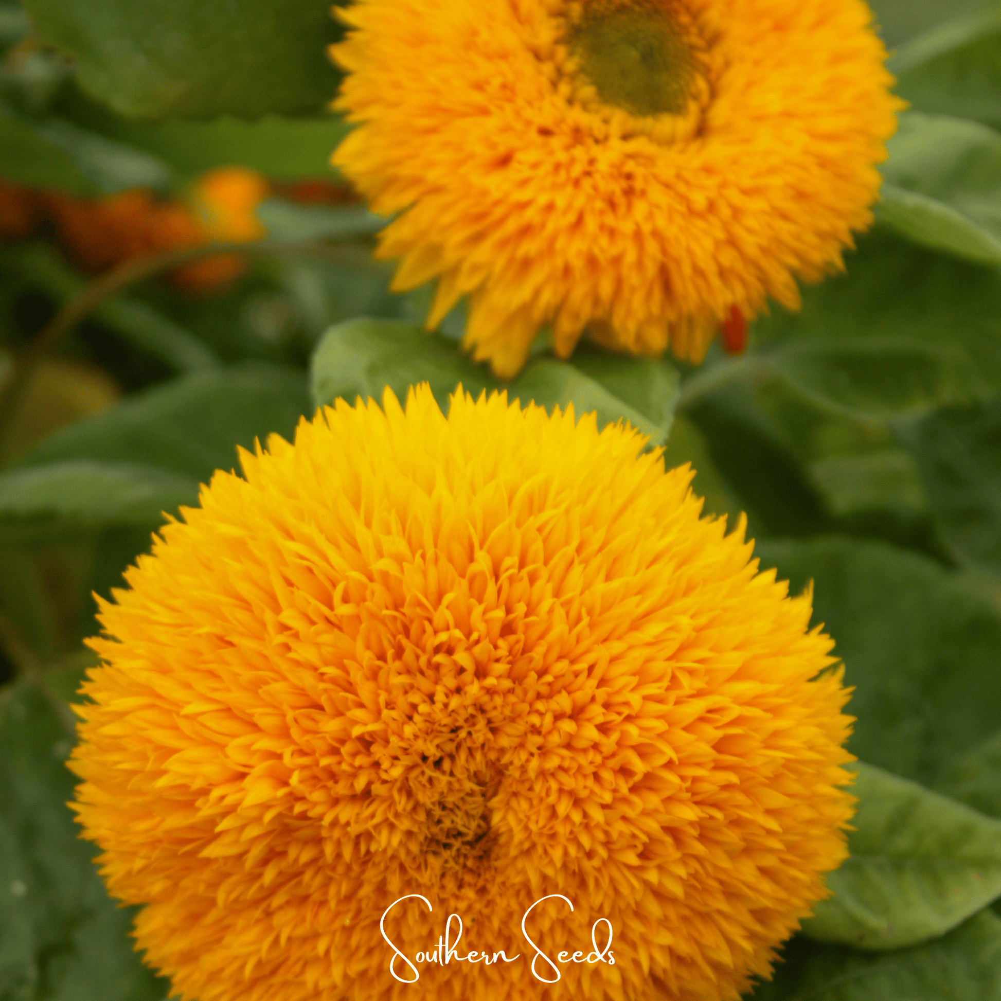 Giant Sungold Sunflower seeds from Southern Seeds, showing vibrant yellow sunflower heads and green foliage.