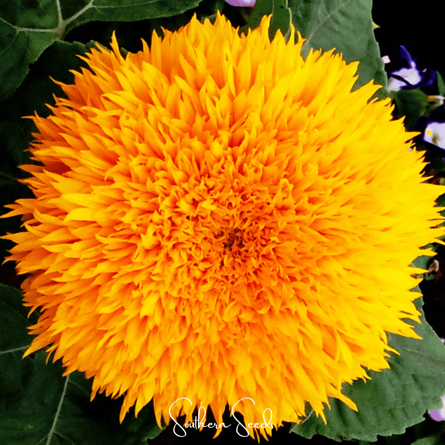 Giant Sungold Sunflower seeds from Southern Seeds, showing bright yellow sunflower head and green leaves in full bloom.