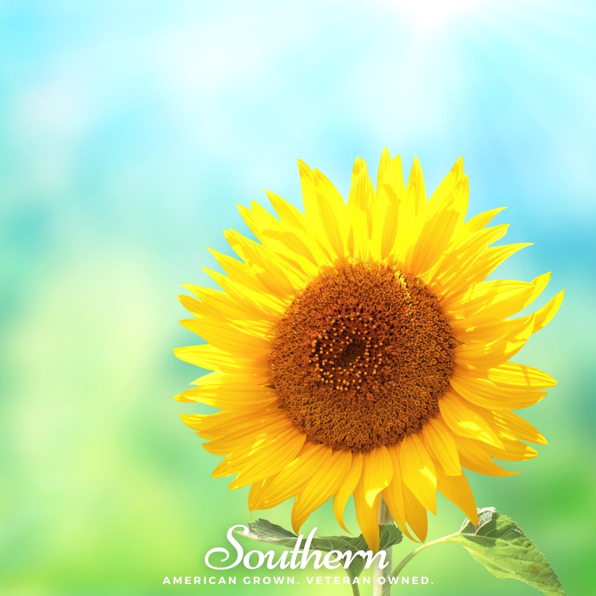 Sunspot Dwarf Sunflower seeds from Southern Seeds, showing small sunflower seeds ready for planting.
