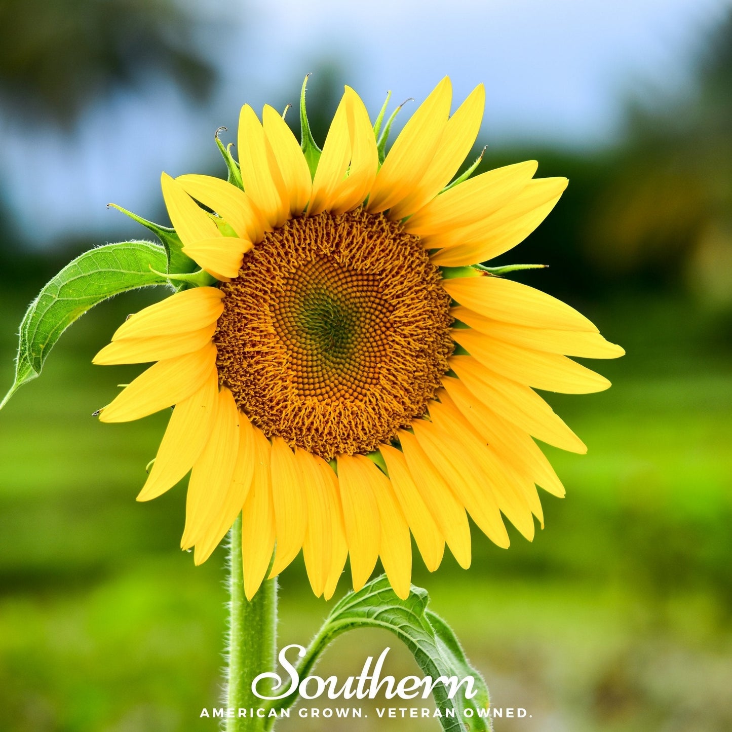 Sunspot Dwarf Sunflower seeds from Southern Seeds, showing 25 small sunflower seeds in a natural setting.