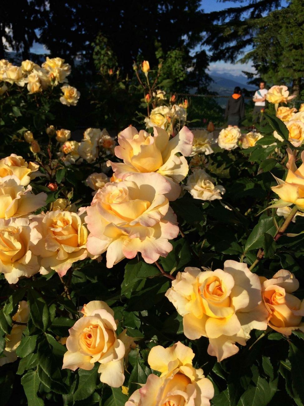 Sunny Sky Rose 1.5 Gallon Container - Blessings Grow Meadows