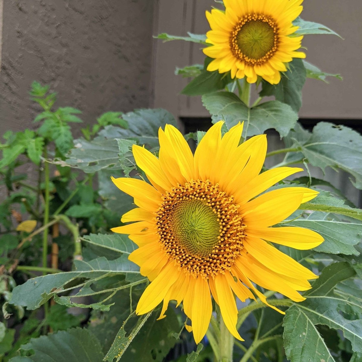 Sunspot Sunflower Seeds by Plantflix, flower seeds in a packet ready for planting, featuring vibrant sunflower seed illustrations.