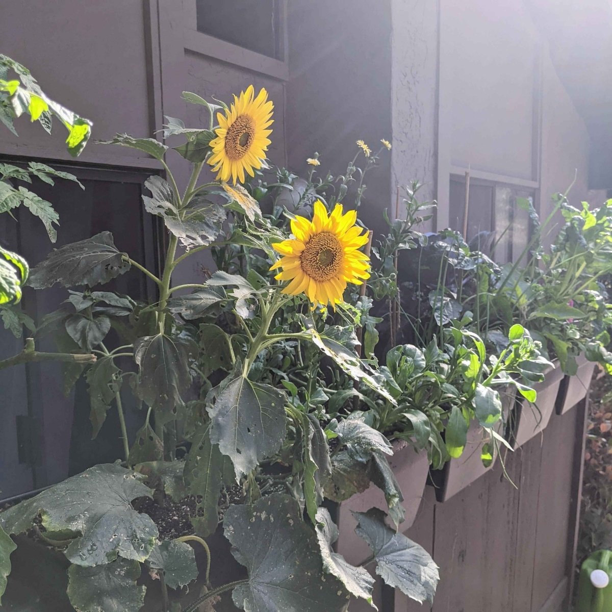 Sunspot sunflower seeds by Plantflix, flower seeds for planting, showing vibrant sunflower seeds in a natural setting.