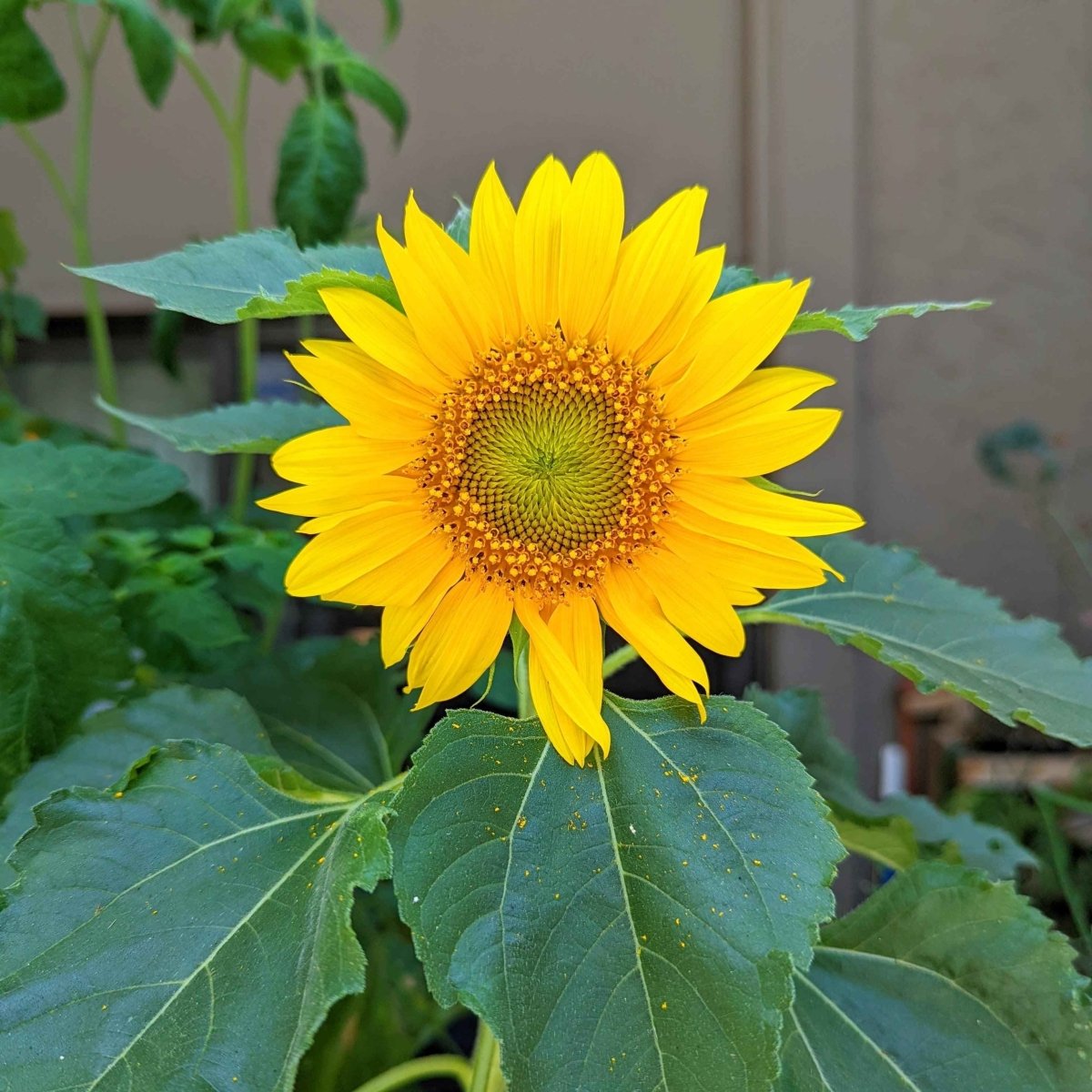 Sunspot sunflower seeds from Plantflix, flower seed packet showing vibrant sunflower illustrations and seed details.