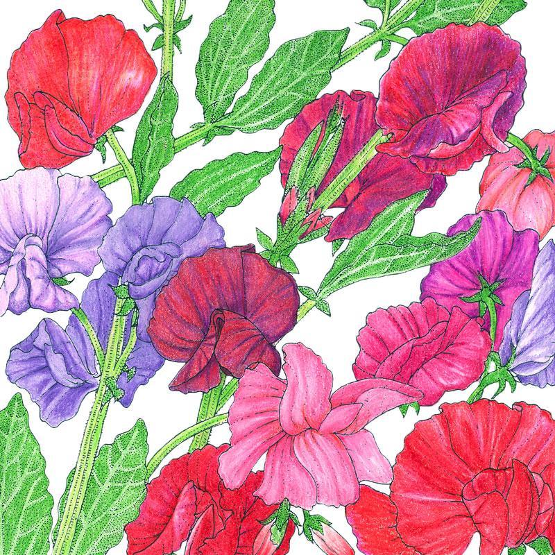 Sweet Pea, Old Spice Mix (1/4 lb) - Blessings Grow Meadows