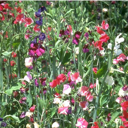 Sweet Pea, Old Spice Mix (1/4 lb) - Blessings Grow Meadows