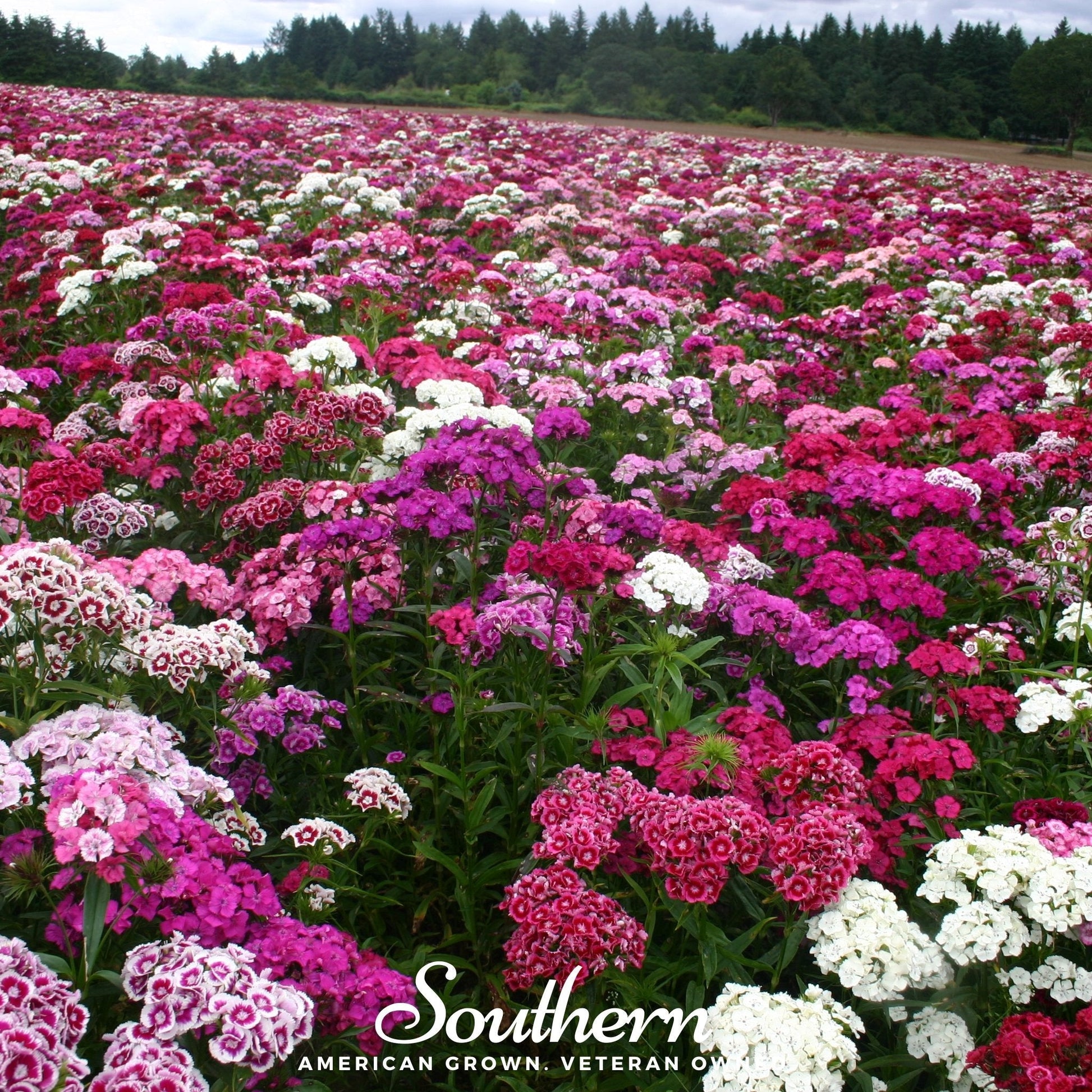 Sweet William Dianthus barbatus seeds from Southern Seeds, showing vibrant flower buds and green foliage.
