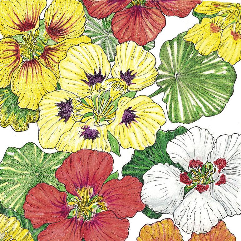 Dwarf Jewel Mix Nasturtium flower seeds from Grow Organic, showing colorful seed packets for vibrant garden blooms