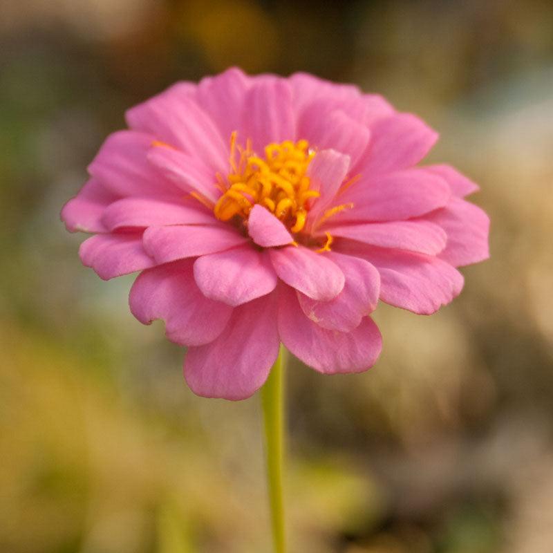 Grow Organic Zinnia California Mix flower seeds in a pack, featuring colorful blooms and vibrant garden-ready flowers.