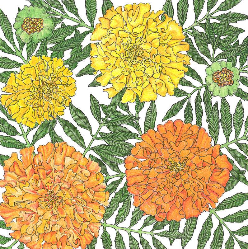 African marigold flower seeds from Grow Organic, showing vibrant yellow-orange marigold flower heads in a seed pack.